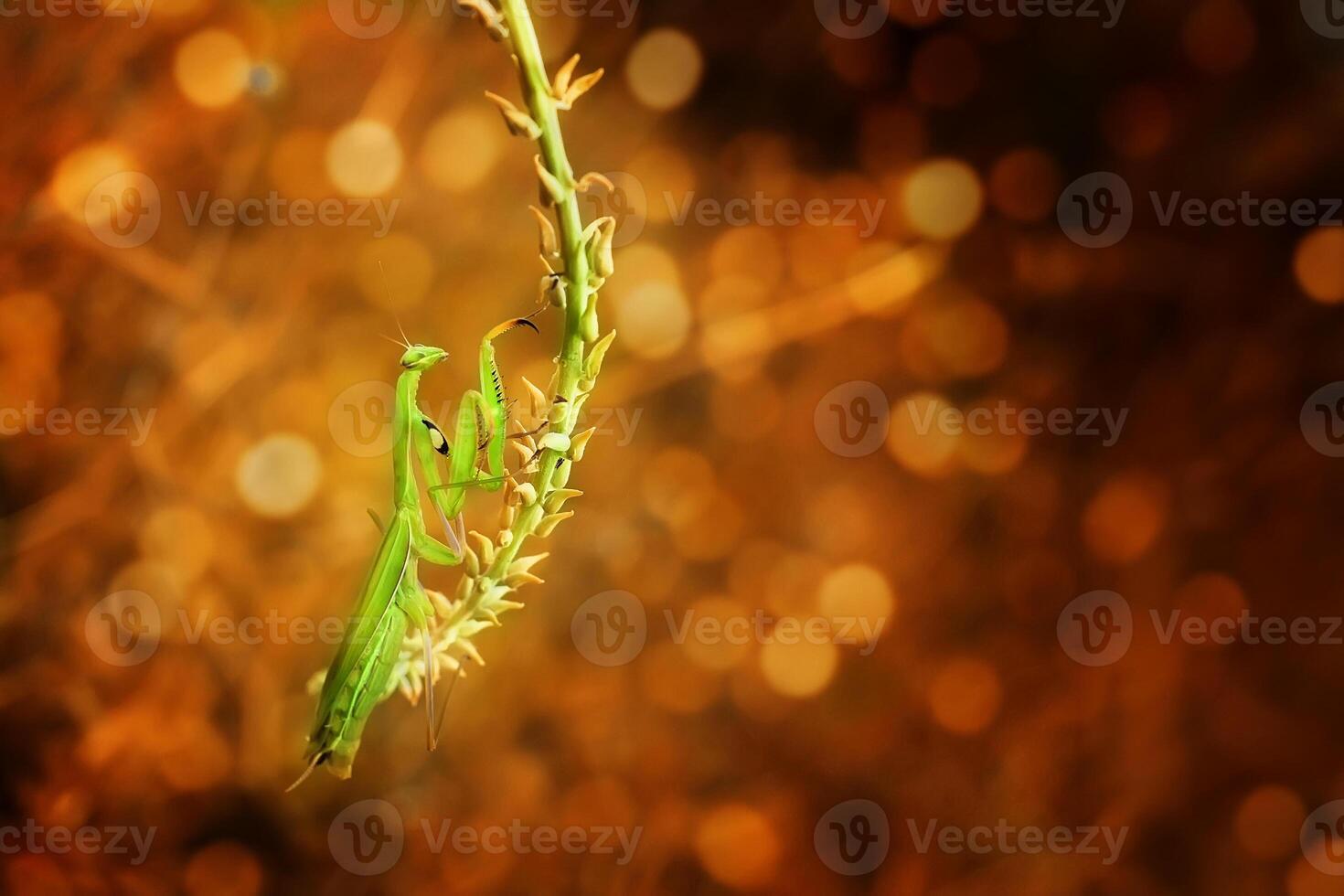 Praying Mantis Mantodea is crawling on the tops of grass leaves photo