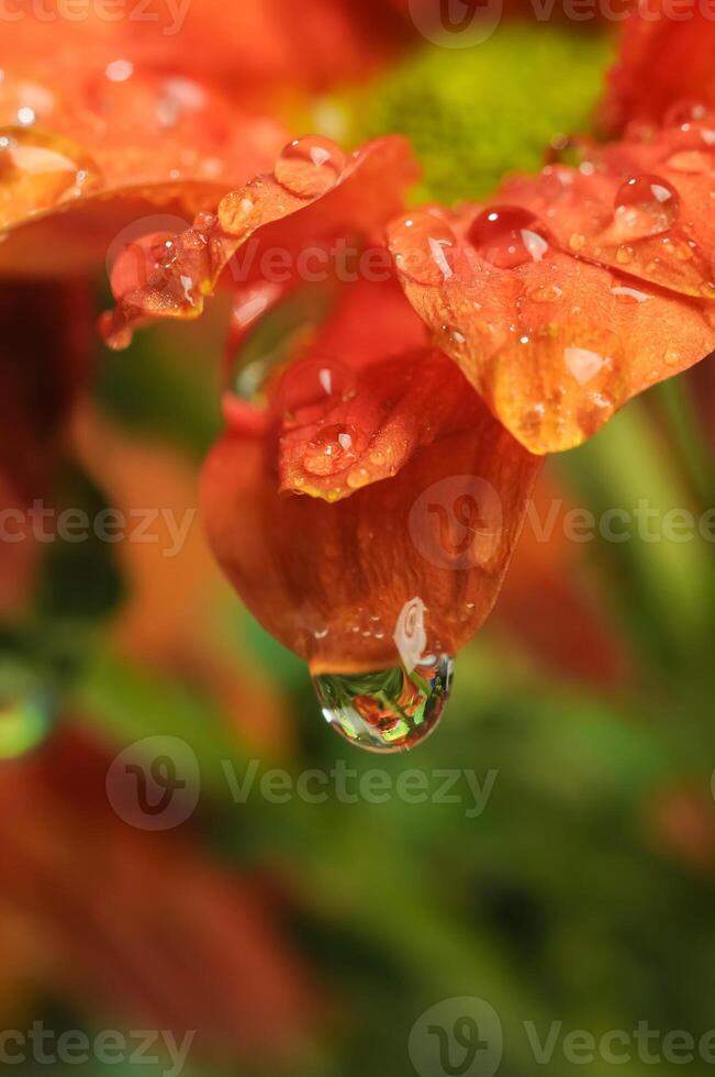 un soltar de Rocío en el parte superior de un crisantemo flor foto