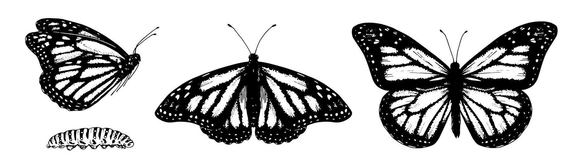 Butterfly monarch Set. Black line art drawing of vintage wings. Outline illustration of insects. Hand drawn clipart of a cute caterpillar. Linear sketch on isolated white background vector