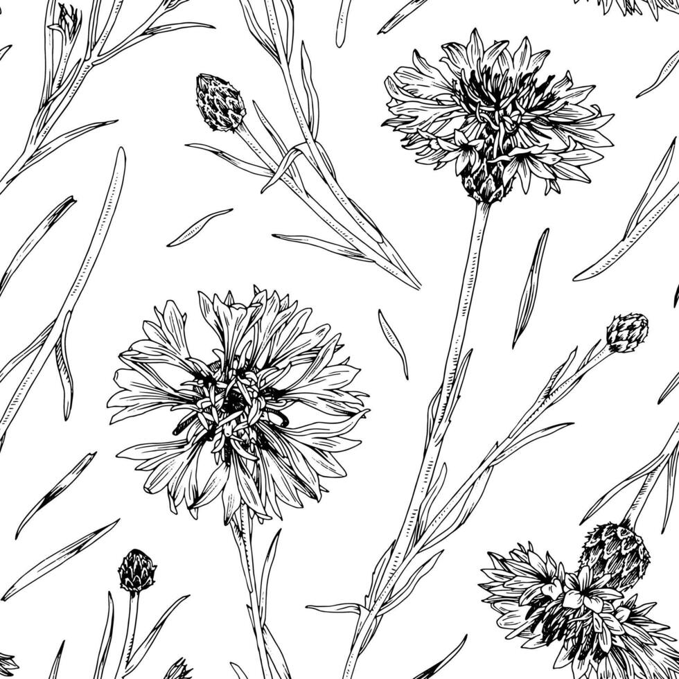 acianos sin costura modelo. mano dibujado flores antecedentes. negro y blanco bosquejo de officinalis centaurea. contorno dibujo de flores silvestres para monocromo floral huellas dactilares vector