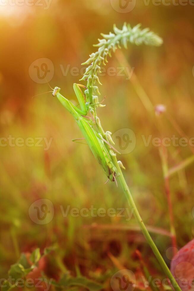 Praying Mantis Mantodea is crawling on the tops of grass leaves photo