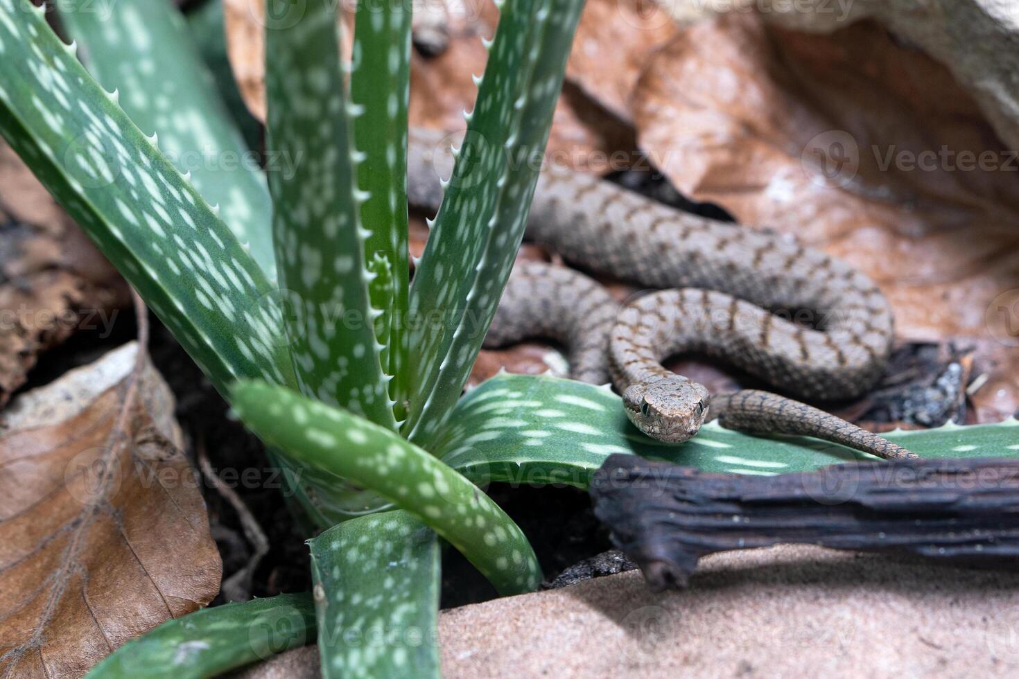 Asp viper, Vipera aspis photo