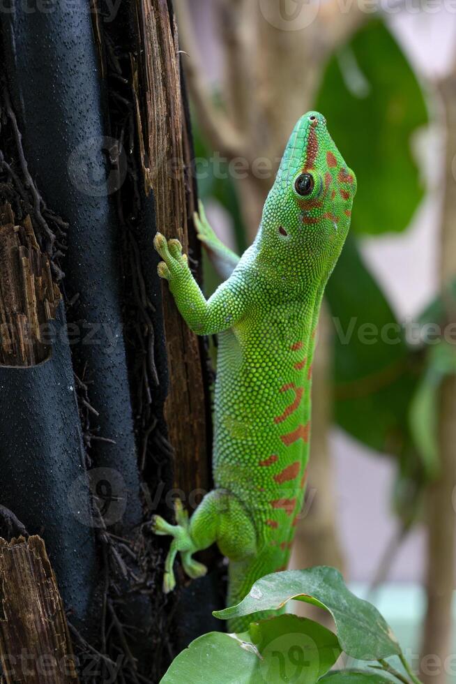 Madagascar gigante día geco, phelsuma Madagascariensis foto