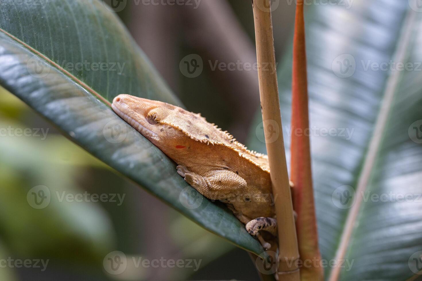 pestaña geco, correlophus ciliatus foto