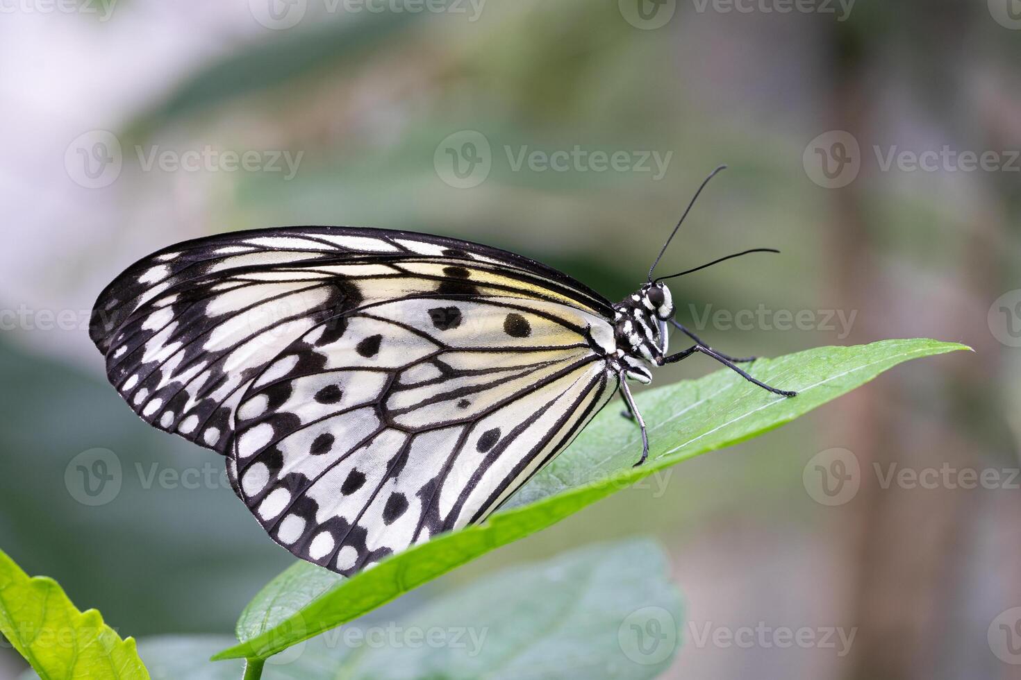 grande árbol ninfa mariposa, idea leuconoe foto