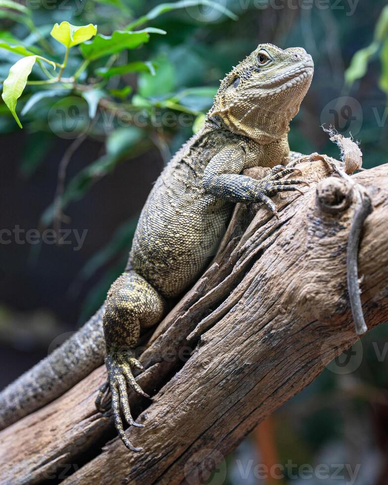 Australian water dragon, Intellagama lesueurii howittii photo