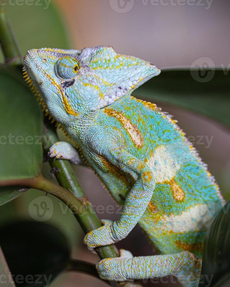 Yemen chameleon, Chamaeleo calyptratus photo