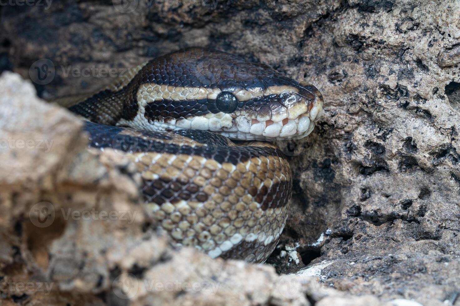 Royal Python, Python regius photo