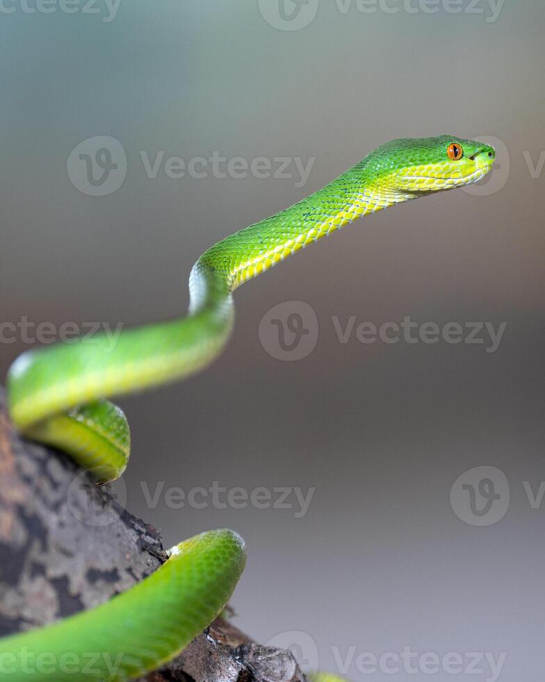 Green Pit Viper, Trimeresurus albolabris photo