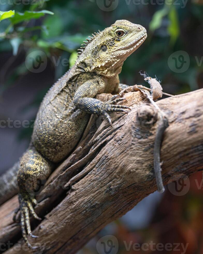 australiano agua continuar, intelagama lesueurii howittii foto