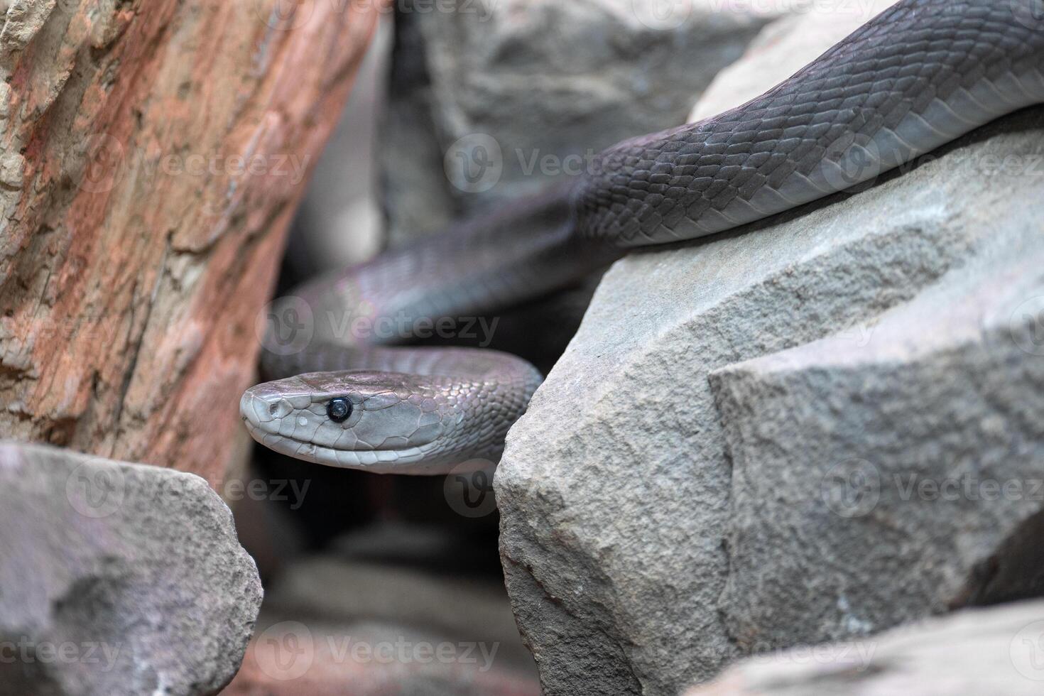 negro tipo de serpiente venenosa, dendroaspis polilepis foto