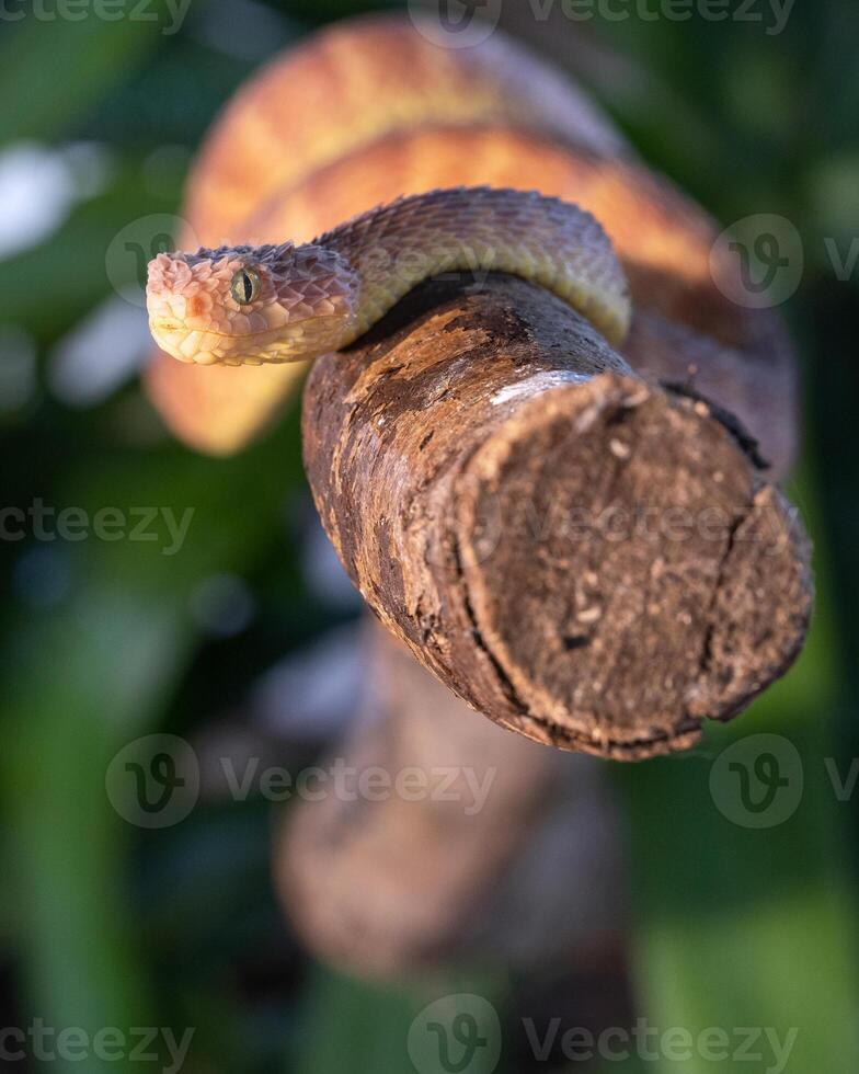 hoja víbora, atheris squamigera foto