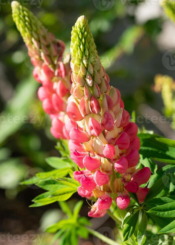 Garden Lupin, Lupinus polyphyllus photo