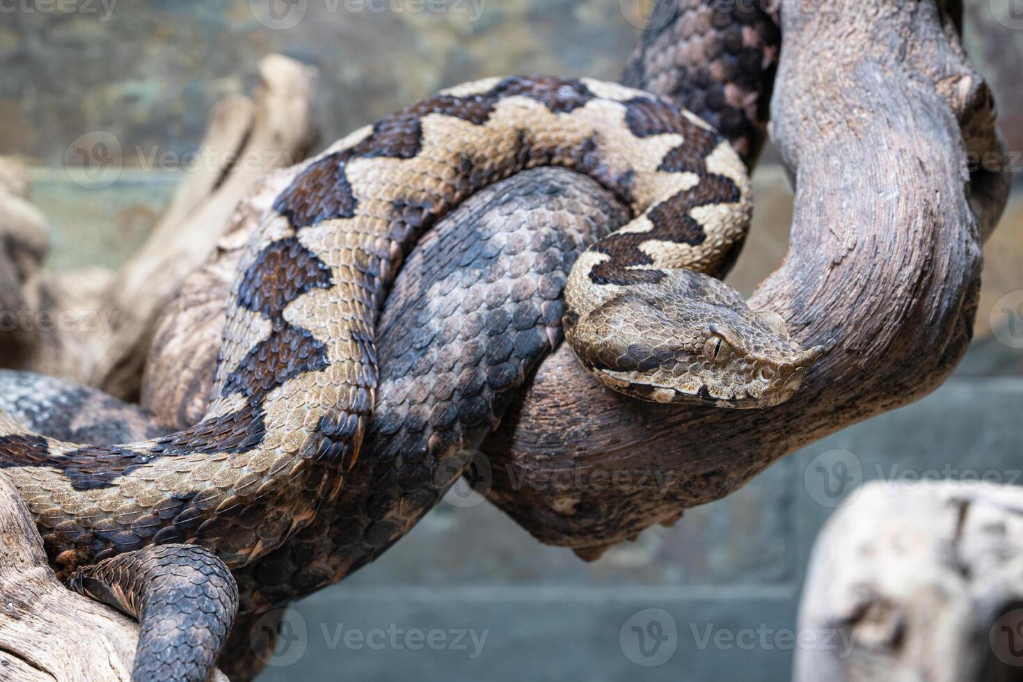 nariz con cuernos víbora, vipera amoditas foto