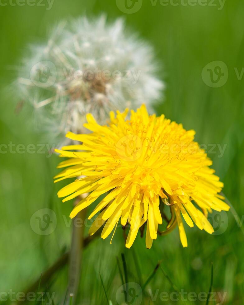 común diente de león, taraxacum foto