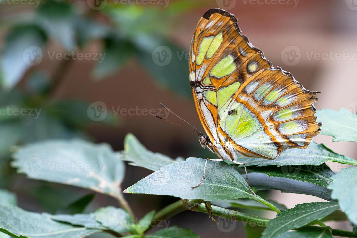 The malachite, Siproeta stelenes photo