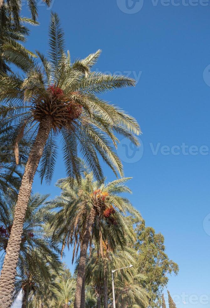 Palms branches with dates under blue sky. Light clouds, sunny day photo