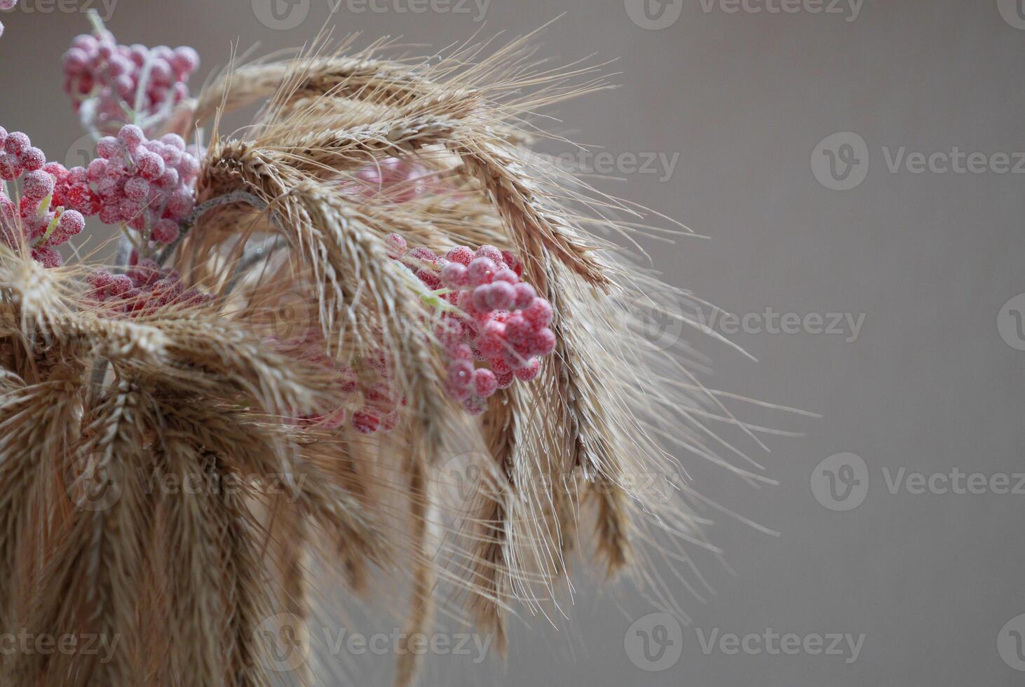 Golden wheat and frozen viburnum. Closeup of ripe ears of wheat. Selected focus photo
