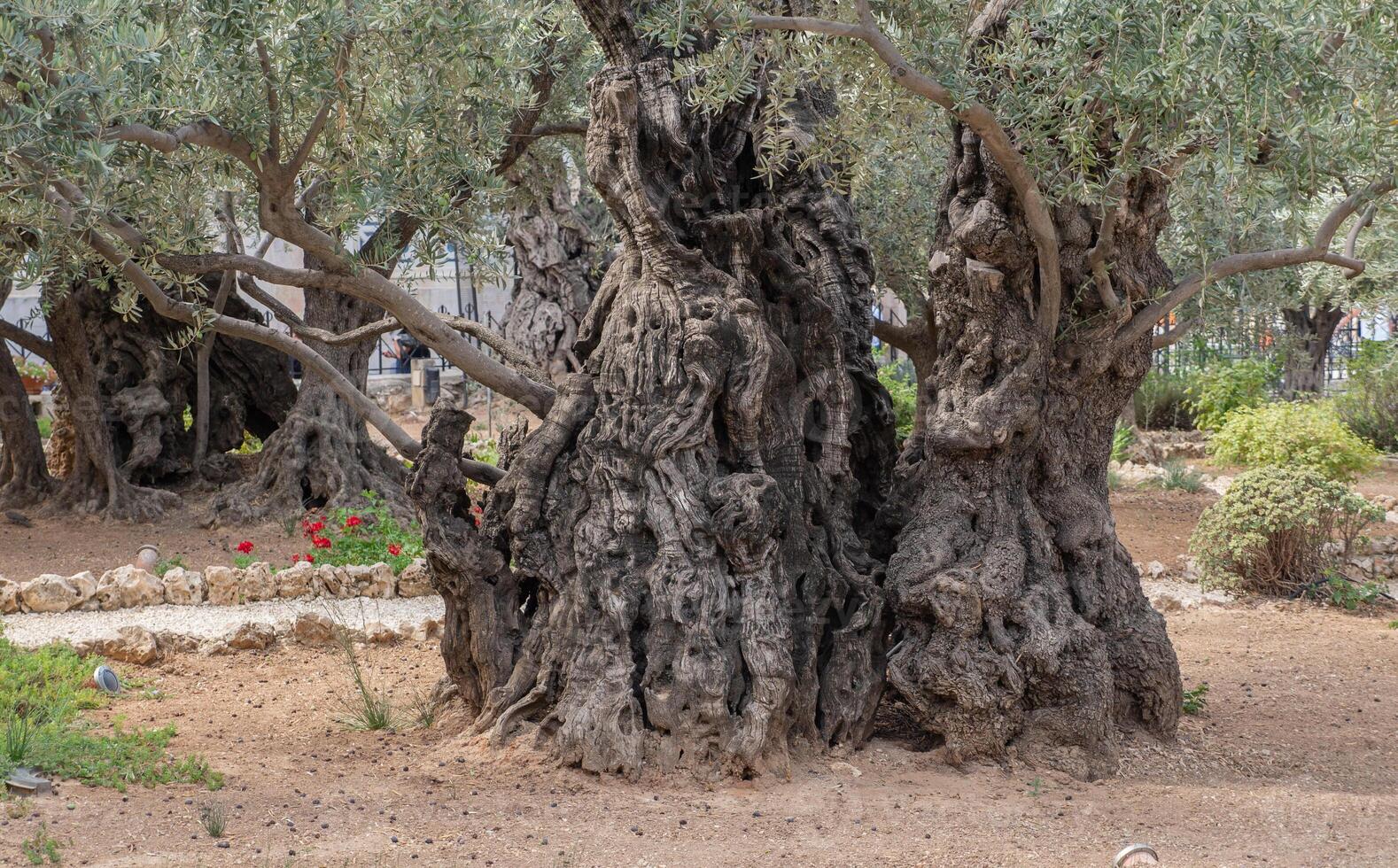 Old olive tree trunk and branches. photo