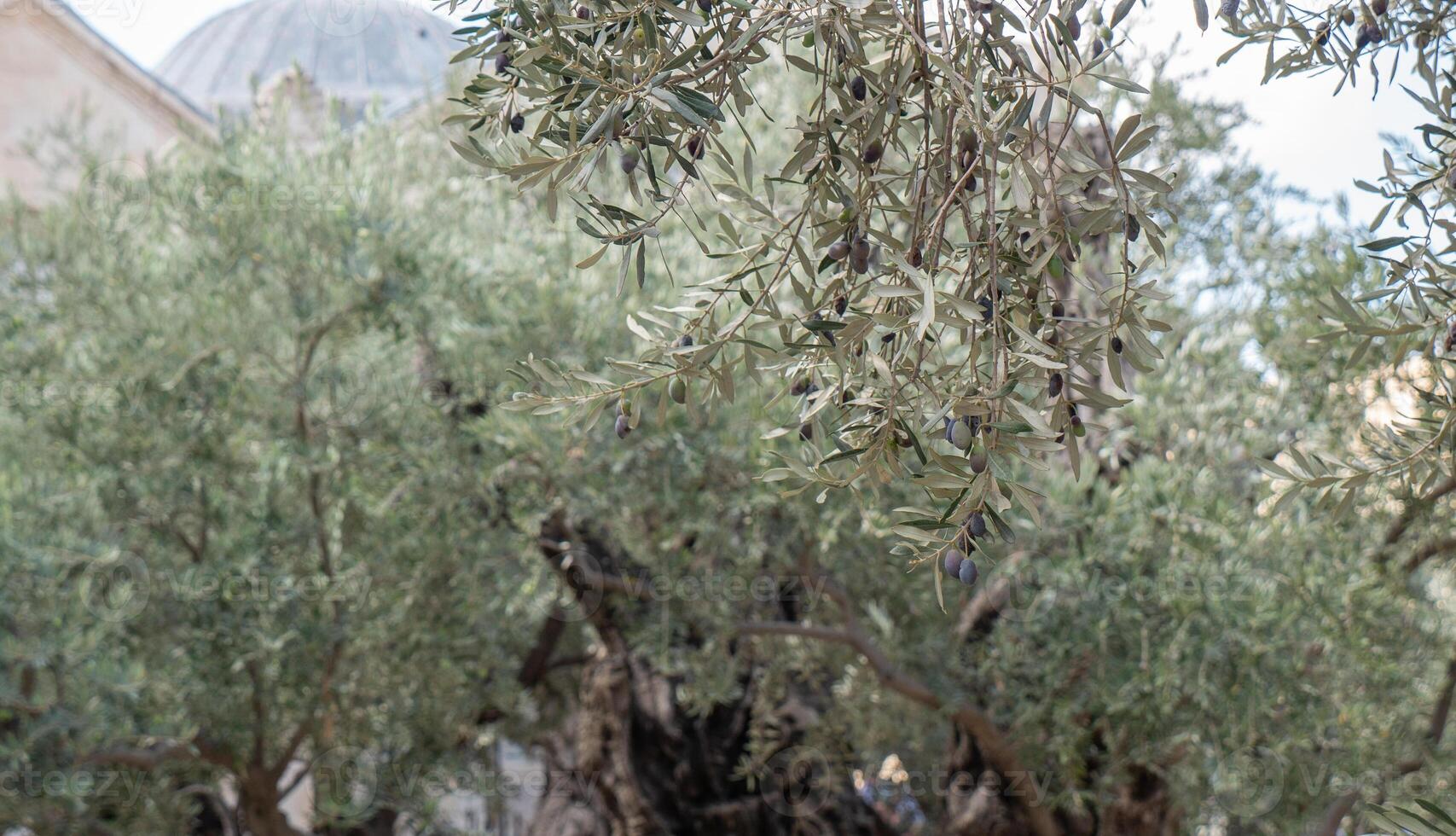 Old olive tree trunk and branches. Selective focus photo