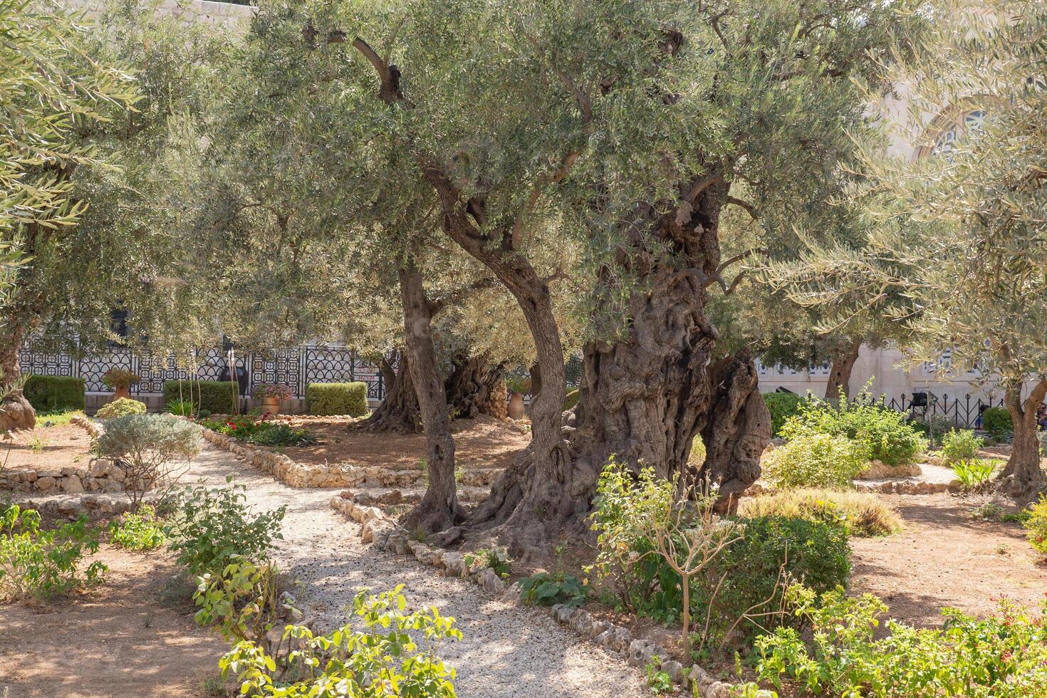 Old olive trees in the garden of Gethsemane, Jerusalem. Selective focus photo
