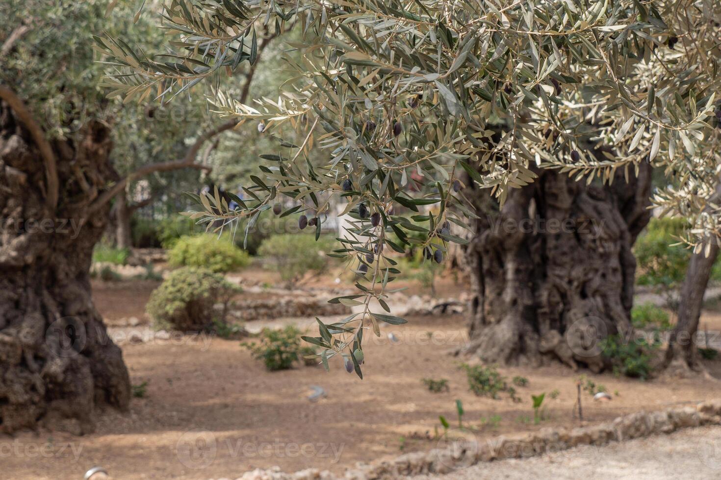 Old olive tree trunk and branches. photo