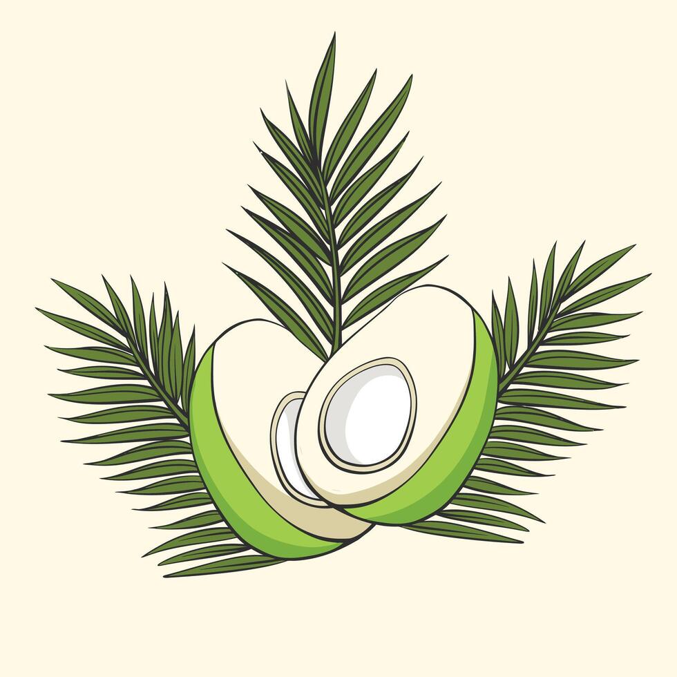 illustration of whole and half green young coconut. vector