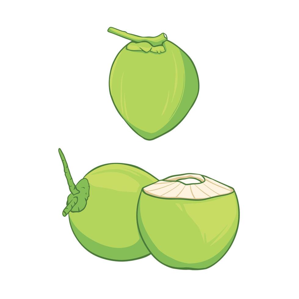 illustration of whole and half green young coconut. vector