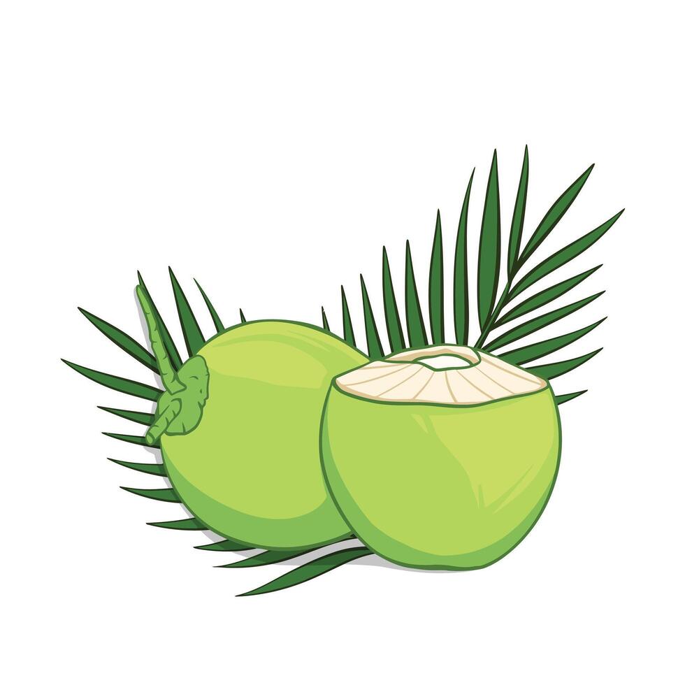 illustration of whole and half green young coconut. vector