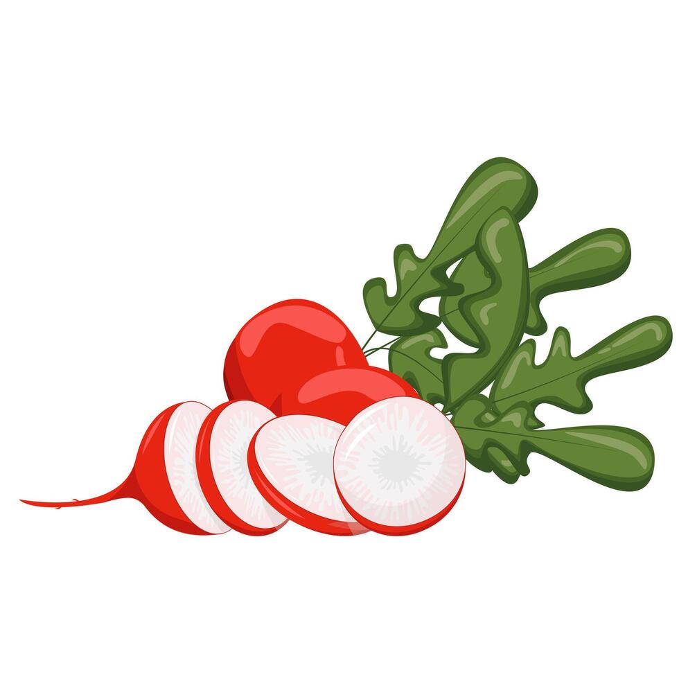 Radish cartoon icons set. Whole and sliced. Fresh food product element for sticker, grocery shop, farm store element. illustration vector