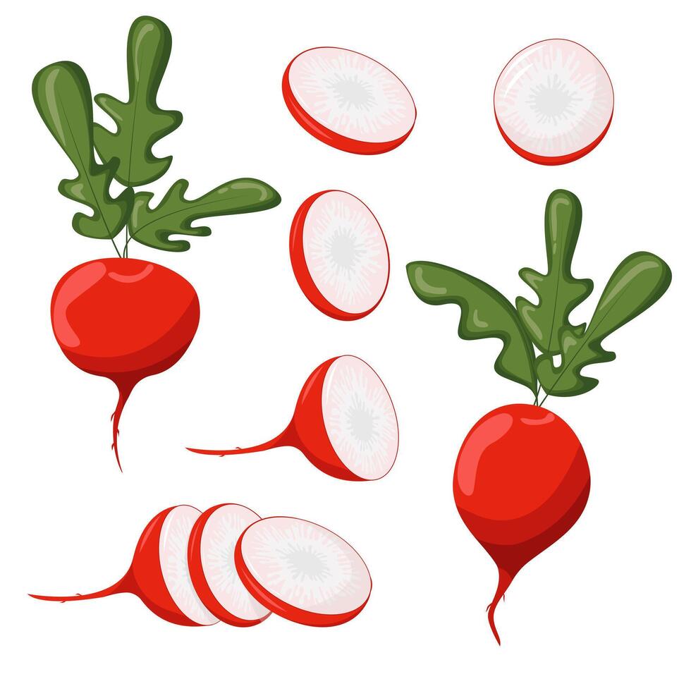Radish cartoon icons set. Whole and sliced. Fresh food product element for sticker, grocery shop, farm store element. illustration vector