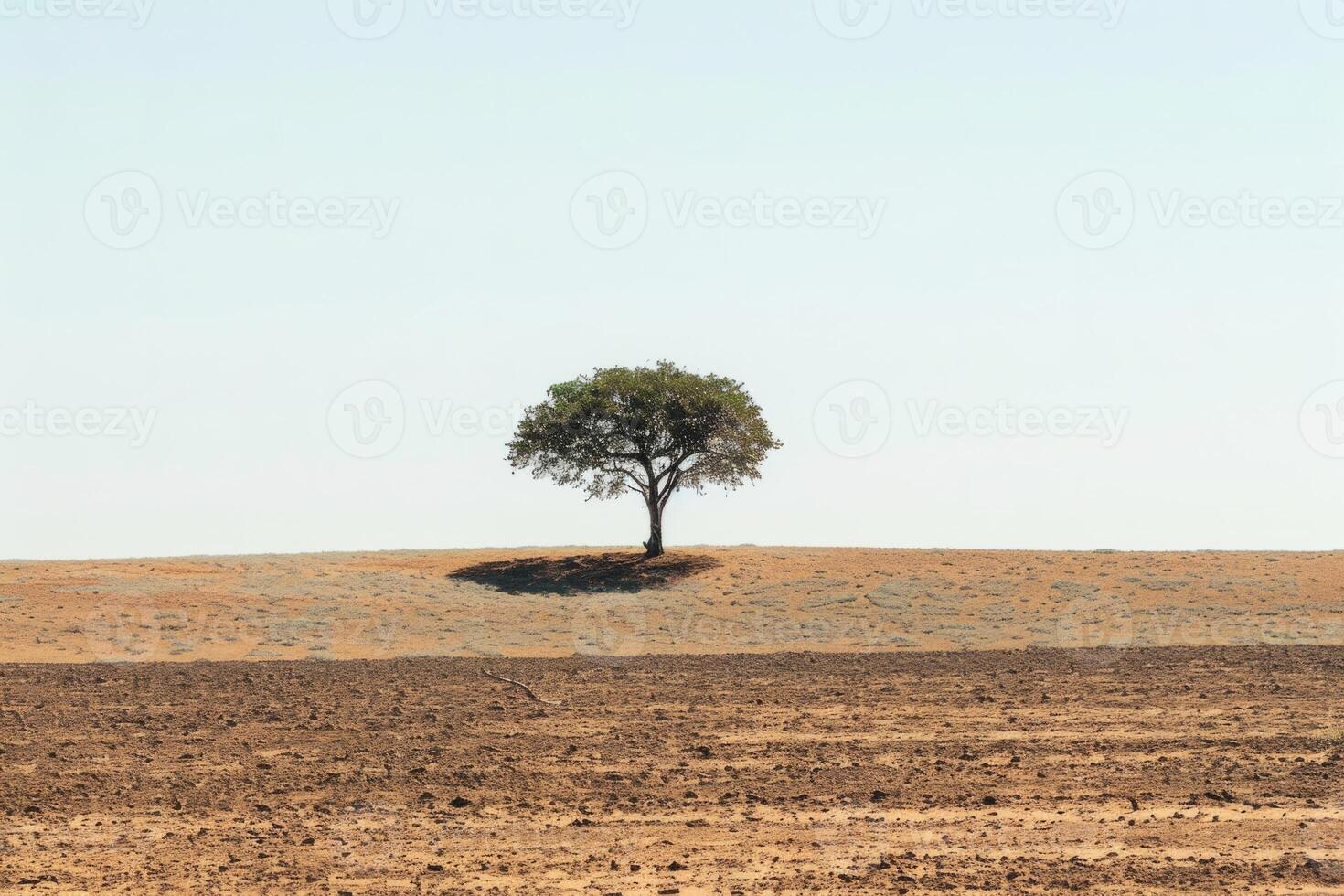 Isolated Tree on a Barren Savannah Landscape. photo