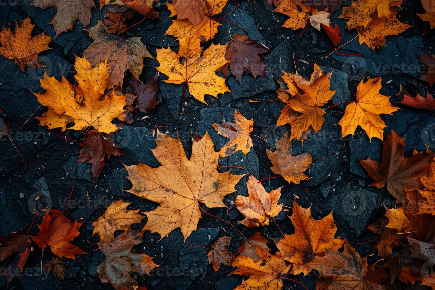 Golden Maple Leaves on Dark Pavement photo