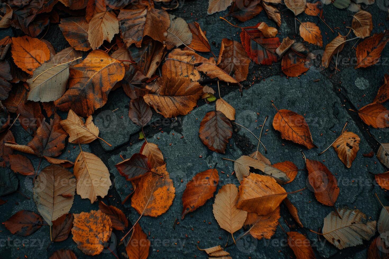 Fallen Leaves on Dark Concrete Pathway photo