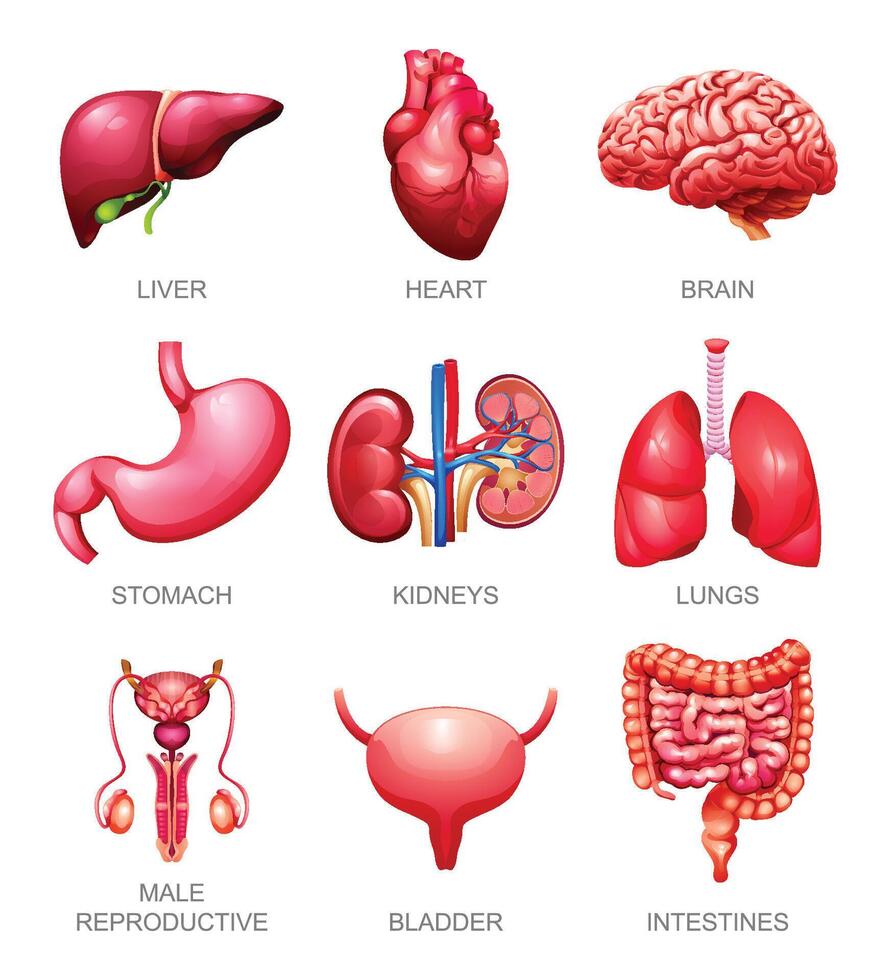 Human internal organs set. Liver, heart, brain, stomach, kidneys, lungs, male reproductive, bladder and intestines. Illustration vector