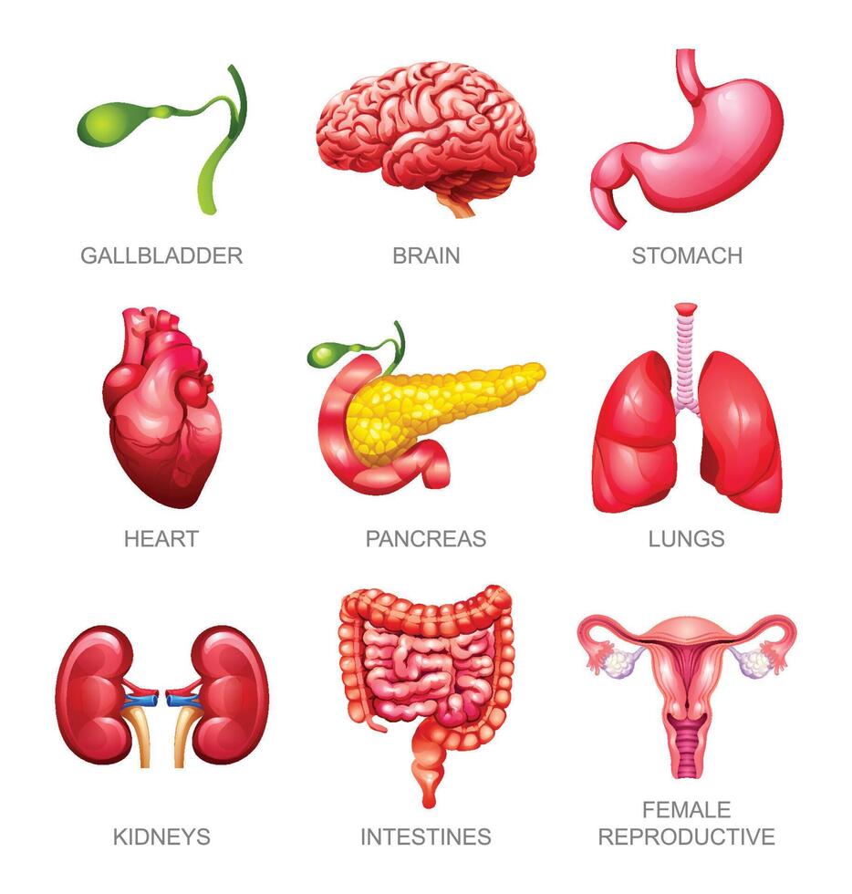 Set of human internal organs. Gallbladder, brain, stomach, heart, pancreas, lungs, kidneys, intestines and female reproductive. Illustration vector