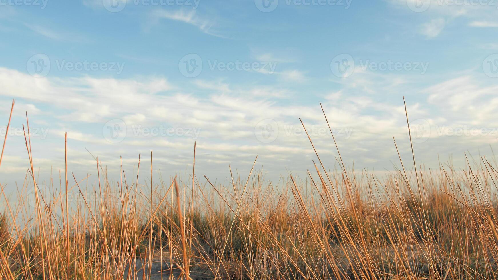 Dry Plants In The Desert Near The Coast Ocean photo