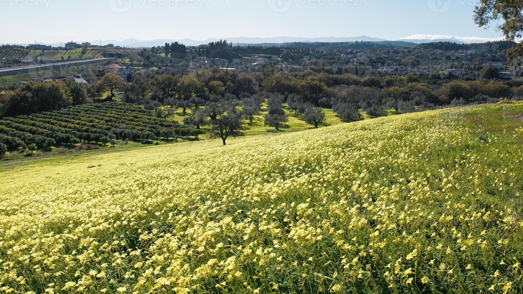 primavera con amarillo Alazán flores en naturaleza Sicilia parque foto