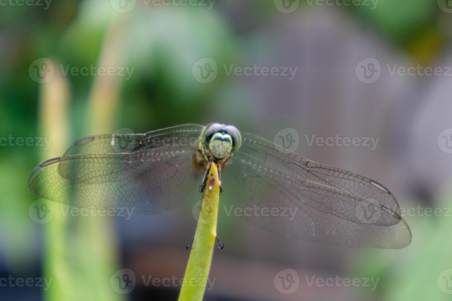 Front view of a dragonfly perched on Aloe Vera plant photo