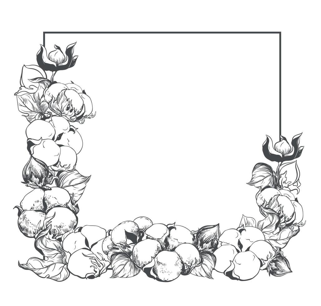 cuadrado marco con algodón flores y sitio para texto. blanco algodón flores utilizando grabado técnica. lineal bosquejo de blanco algodón pelotas, hojas y sucursales. retro ilustración. tinta dibujo. vector