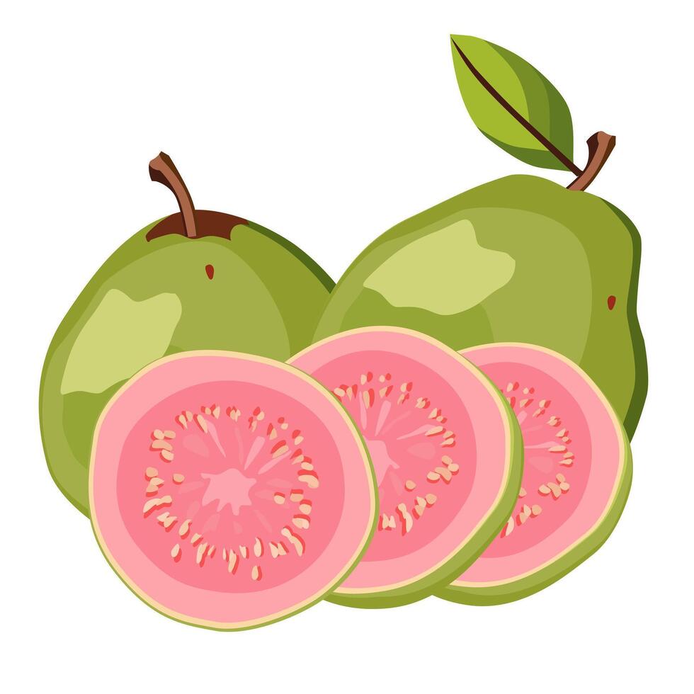 Set of juicy and healthy green guava and pink slices isolated on white background. sliced tropical fruit illustration in flat style. Summer clipart for design of card, banner, flyer, poster vector