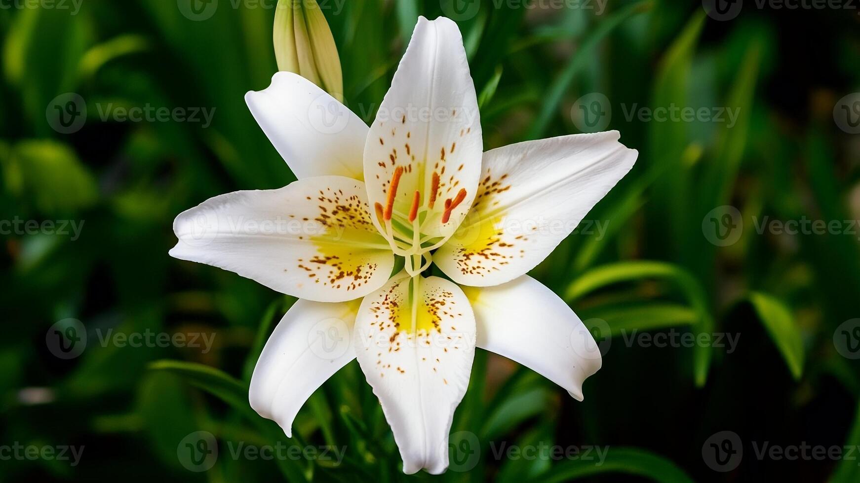 Ethereal Elegance, White Lily Bathed in Yellow and White Hues photo