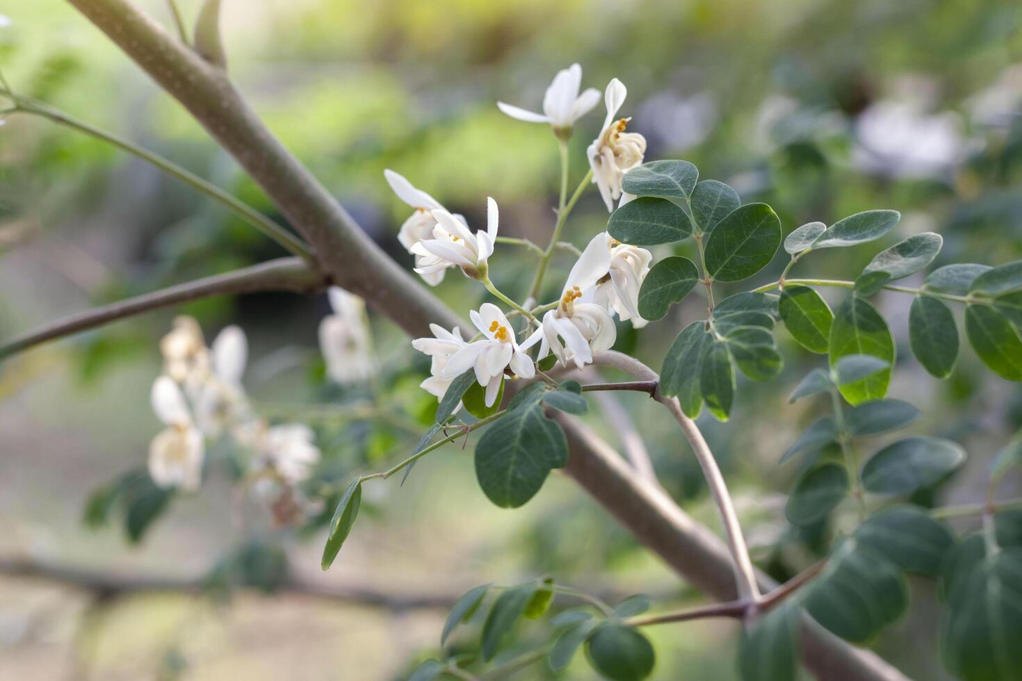 White flower and yellow pollen of Moringa bloom on tree in the garden is a Thai vegetable and herb. photo