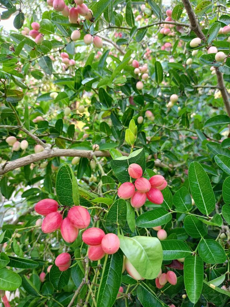 Fruits with vitamin C benefits in Thai gardens photo