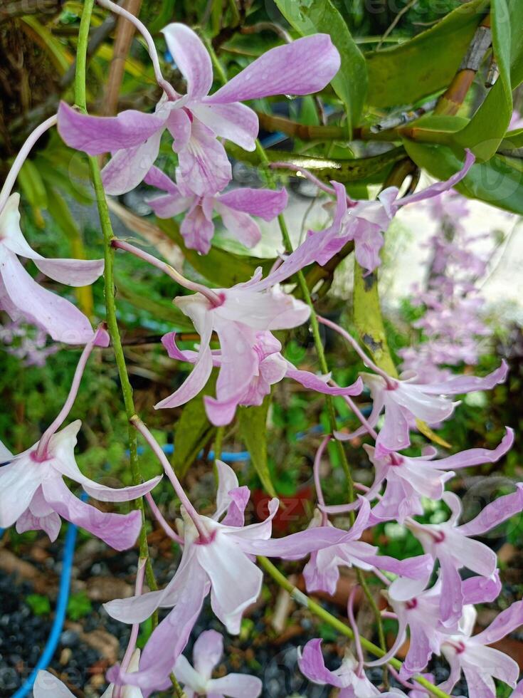 Purple pink orchid blooming in garden Thailand photo