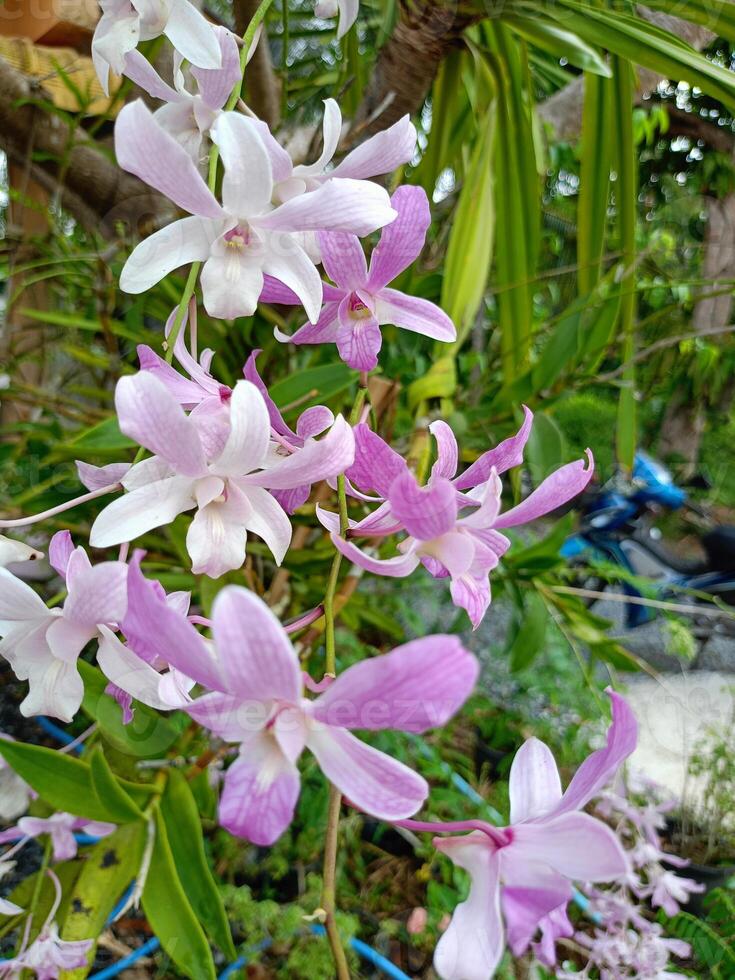 Purple pink orchid blooming in garden Thailand photo