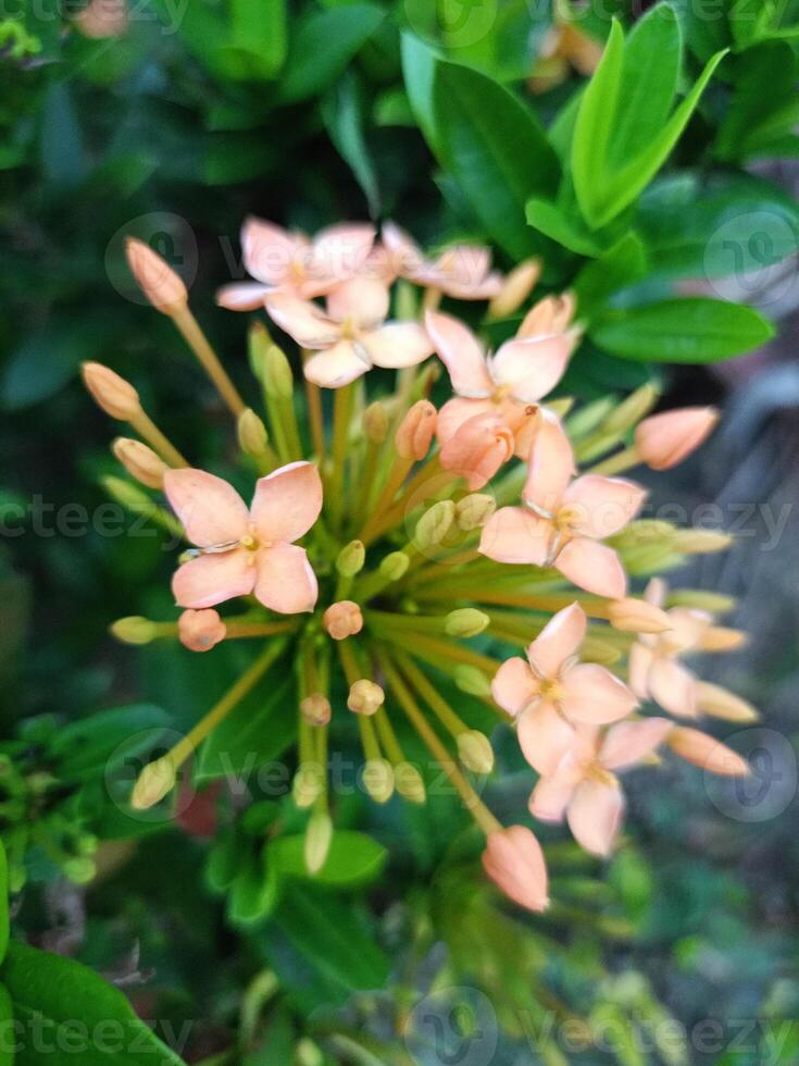 pink small needle flower in garden Thailand photo