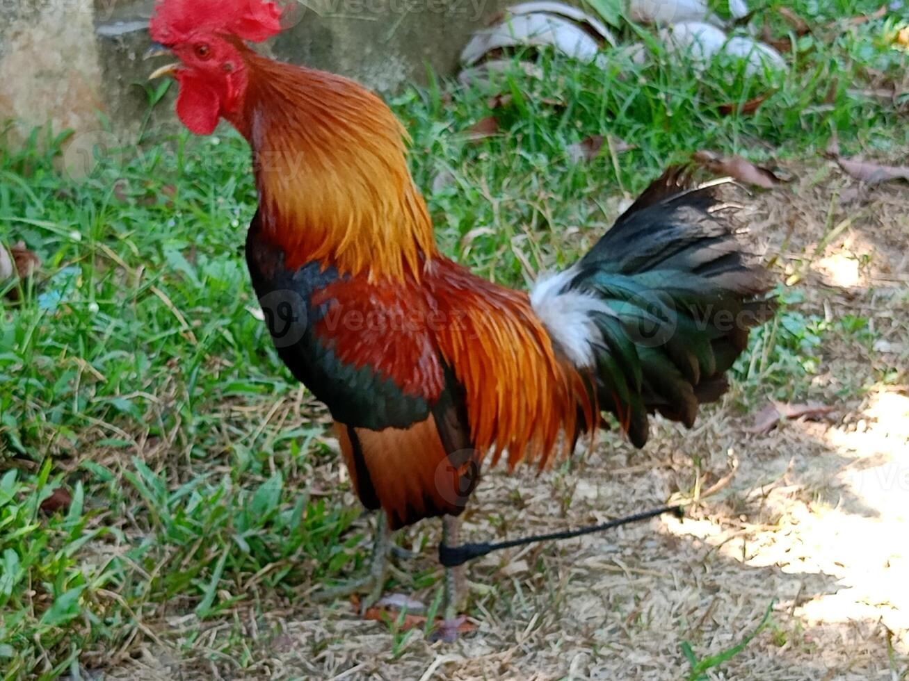 Beautiful colorful wild chickens in Thailand photo