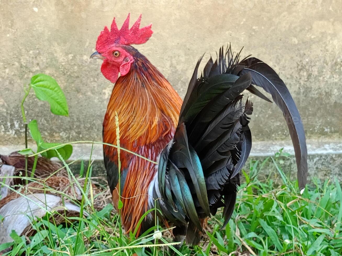 hermosa vistoso salvaje pollos en Tailandia foto