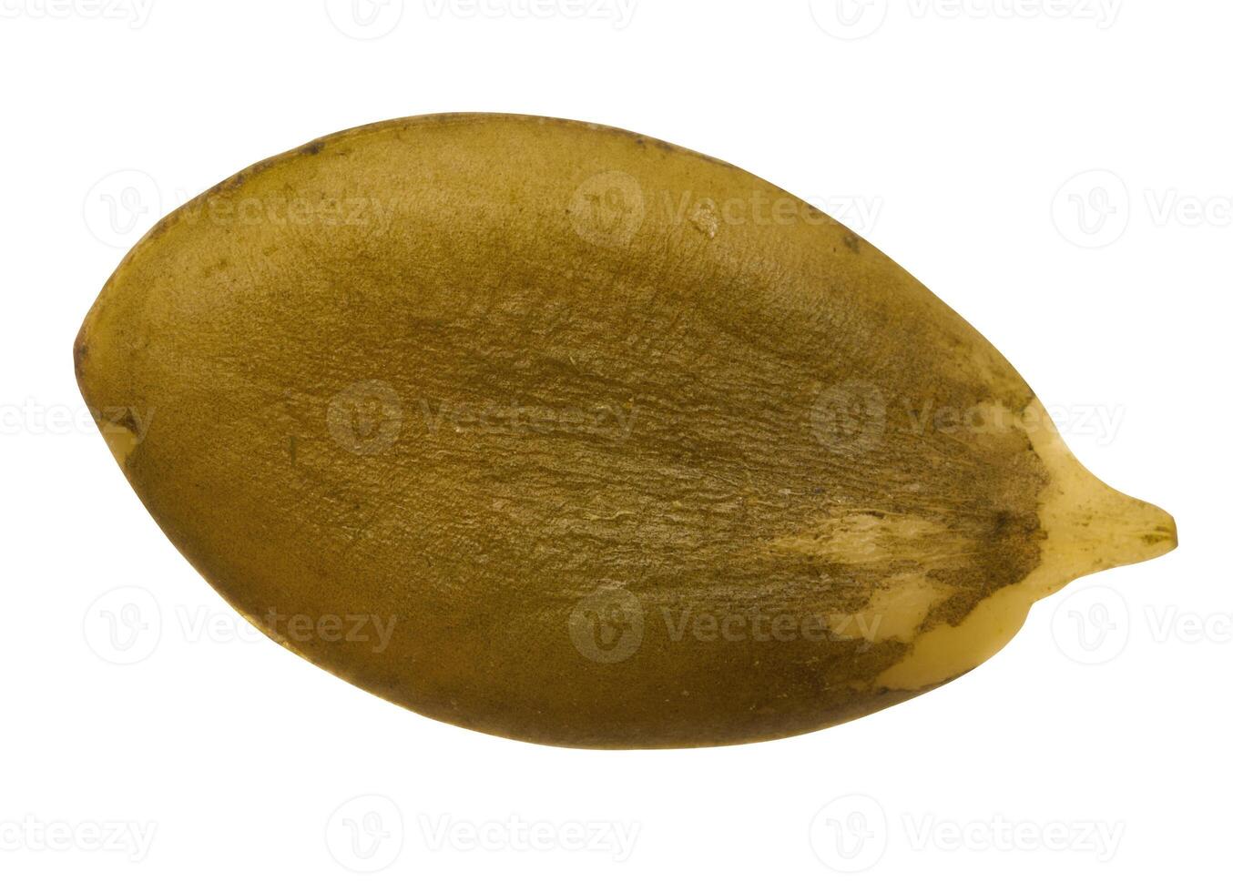 Peeled pumpkin seed on isolated background photo